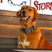Omaha The Bat Dog (@omahathebatdog) 's Twitter Profile Photo Omaha The Bat Dog (@omahathebatdog) 's Twitter Profile Photo