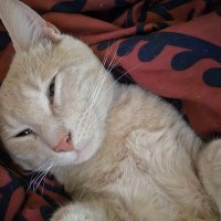 wizardchrono (@wizardchrono1) 's Twitter Profile