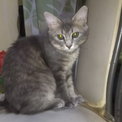 MitraSahab21's profile picture. 