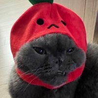 Pie (@piebyebye) 's Twitter Profile Photo Pie (@piebyebye) 's Twitter Profile Photo