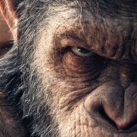 Trading Apes (@tradingapes01) 's Twitter Profile