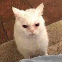 Lata (@lataheals) 's Twitter Profile Photo Lata (@lataheals) 's Twitter Profile Photo