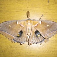 Leonardo Calle (@calleecology) 's Twitter Profile
