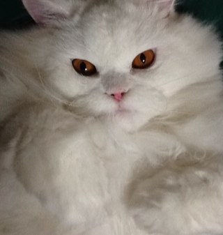 sacoroba13's profile picture. Luchadora por una Venezuela que nos MERECEMOS con VALORES, PRINCIPIOS y JUSTICIA