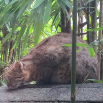 人生にもふもふを♪♪♪
ネコ科とかタヌキとかえとせとら。
サブ垢として利用。
写真は苦手です。スマホで頑張っていましたが、現在コンデジ初心者。💦💦ご容赦下さい。
※鳥専用アカウント @torimofu_marumi ほとんどリポストです。