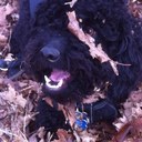 Lisa Maclellan - @liannemac - Twitter