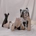 马来西亚小姐姐 (@zrsn_taka) Twitter profile photo 马来西亚小姐姐 (@zrsn_taka) Twitter profile photo