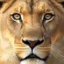 IB Cricket (@cricket_ib) Twitter profile photo IB Cricket (@cricket_ib) Twitter profile photo