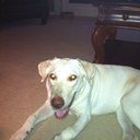 Debra Lasher - @dbltxmole - Twitter