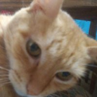 YT Amigae77 (@amigae77) 's Twitter Profile