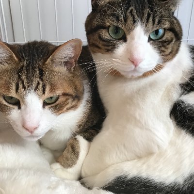 nyanlife7's profile picture. ある日庭にやってきた子猫を保護し家族として迎えシロ君コーちゃんと名付け毎日ドタバタ劇場を開演しています。