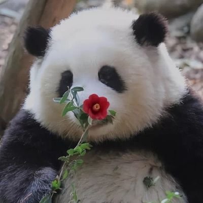 propureiya_x's profile picture. chilling. 社会闲散人员。
不用关注我，我只是观测者。