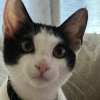 justgottabe (@mmmmonet) 's Twitter Profile
