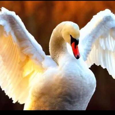 Vindicator_77's profile picture. 