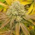 Smitty420 (@smitty42075) Twitter profile photo Smitty420 (@smitty42075) Twitter profile photo