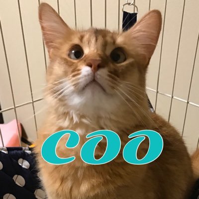 CooShalaDaora's profile picture. 【MHWILDS】Atsushiの狩猟楽団 ソロ多めで遊んでいます。 Twitterの反応遅めです。最近はワイルズ。ごくごくたまに動くツイッターアカウントです。