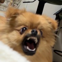 もおこぷ (@mocop_mocop) 's Twitter Profile