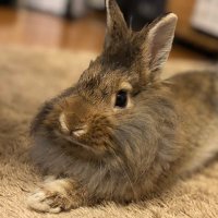アスラン🐰 (@aslan_mufasa10) 's Twitter Profile