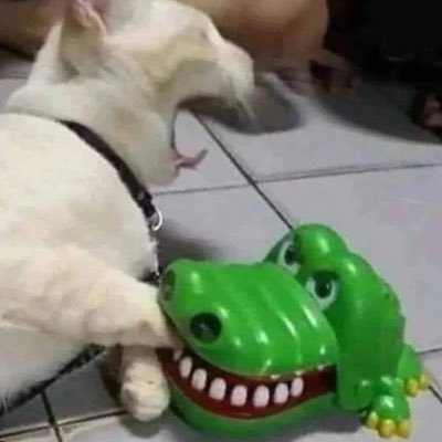 MEGADINGUS294's profile picture. Respect your opponent, don’t respect your enemies. Know the difference well