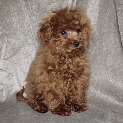 KowalskiyO's profile picture. 