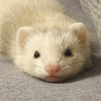 asmoluwa (@wwwpulli) Twitter profile photo