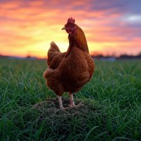 Chook (@chook_is_back) 's Twitter Profile Photo Chook (@chook_is_back) 's Twitter Profile Photo