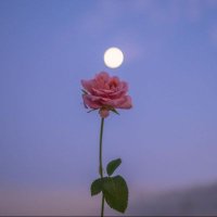 مها الحسين (@mahaalhusain) 's Twitter Profile