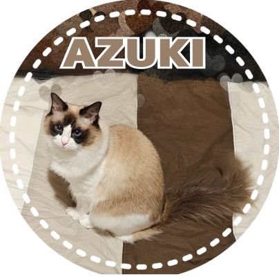 🟫あずき♀4歳¦🎂20.12.1 🏠21.3.7¦シールポイントバイカラー¦後頭部の縦1本のゴリラ〜線がチャームポイント😸🦍🤎
⬜お世話人:おばば。猫様のお世話の話が大好きで時々暑苦しく痛いです
⬜お気軽にタメ語でどうぞ☺
⬜返信遅めです🙇🏻
⚠️リプの見落としあったら教えて下さい💦