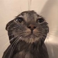 แมวน้ำ_🐈⬛💦 (@neko_chan60) 's Twitter Profile