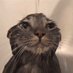 แมวน้ำ_🐈⬛💦 (@neko_chan60) Twitter profile photo แมวน้ำ_🐈⬛💦 (@neko_chan60) Twitter profile photo
