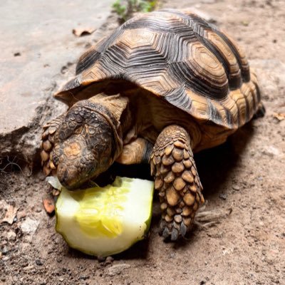 tortoisew3's profile picture. 