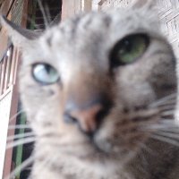 Yudhistira (@yudhis_ram) 's Twitter Profile