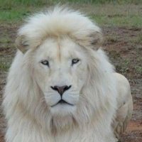 America 1st (@wmb2wmb) 's Twitter Profile