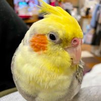 エミヒカ (@chonmagesagasi) 's Twitter Profile Photo エミヒカ (@chonmagesagasi) 's Twitter Profile Photo