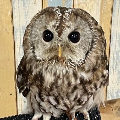 Jpg6egXllw35443's profile picture. 一款稳定安全的加速器，无限流量 ！游戏，商务，看片都好用的加速器！！！
点击下载https://t.co/afy8CM0ywK