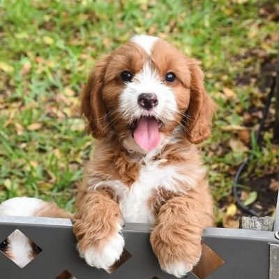 SanniIssa77206's profile picture. i'm sanny, the best interesting man in my world, love traveling and find myself too soft in life