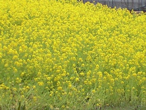 ネットビジネスで億単位の売上をあげるビジネスコンサルタントの葉山氏のもとで修行中。どんな窮地にいても人生は逆転できます。頑張る私に気づいたら、あなたも頑張ってみて♪ 副業に役立つ情報をシェアします。沖縄の海辺で暮らすことを計画中。フォロー大歓迎♪下記URL でツイッターツールを無料プレゼント中です♪