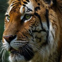 John Williams (@johnwillia30876) 's Twitter Profile