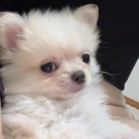 ほっけくん (@hokechii) 's Twitter Profile