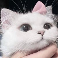 ์
๋ฅ์ด^. .^ เฉญโก (@vnn_ol) 's Twitter Profile Photo ์
๋ฅ์ด^. .^ เฉญโก (@vnn_ol) 's Twitter Profile Photo