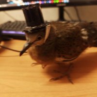 MuhArit (@muhammad_lab) 's Twitter Profile