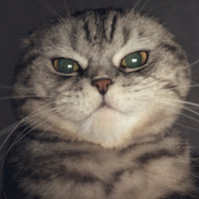 bronytheflop's profile picture. 