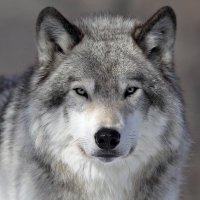 WaiZ (@waizfnbr) 's Twitter Profile