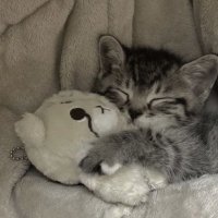 🍀霧音🍀《きり》 (@pzp_01) 's Twitter Profile Photo