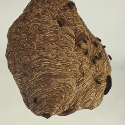 Tu96Wb's profile picture. 马蜂