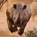 🦏 Babar le Rhinocéros🦏 (@babar_le_rhino) Twitter profile photo 🦏 Babar le Rhinocéros🦏 (@babar_le_rhino) Twitter profile photo