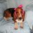 DalmisBasset's profile image