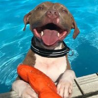 Gunner (@degunner002) 's Twitter Profile