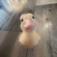 tít (@vcltitdtraivl) 's Twitter Profile