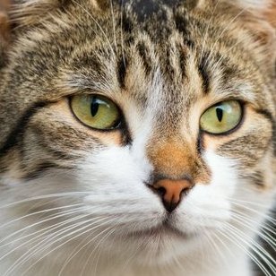 私は猫が大好きです。3年前まで2匹の猫を飼っていましたが、19歳と20歳で亡くなりました。20年ほど前は、緑豊かな田園地帯で、カエルの鳴き声に癒されていました。今は住宅街になってしまい、カエルの鳴き声が懐かしく感じます。🍀😌🍀
✨